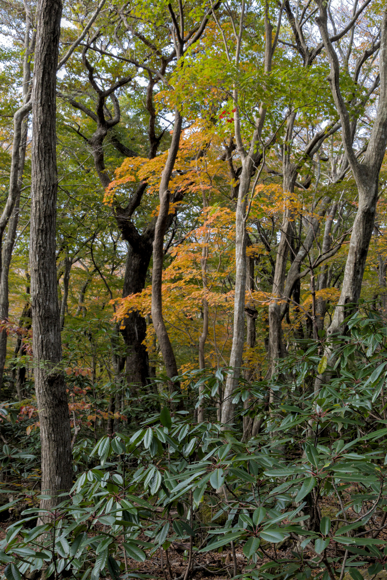 Forêt humide du pied du Hallasan