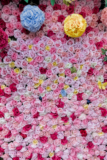 Miniature pour Mur de roses