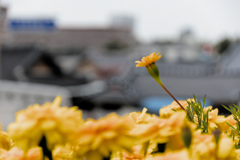 Miniature pour Fleur en ville