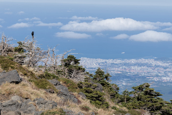 Miniature pour Surveiller Jeju depuis le sommet