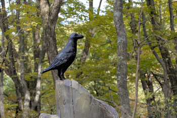 Miniature pour Statue du corbeau